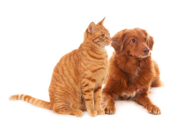 Spaying and Neutering pets & Cats